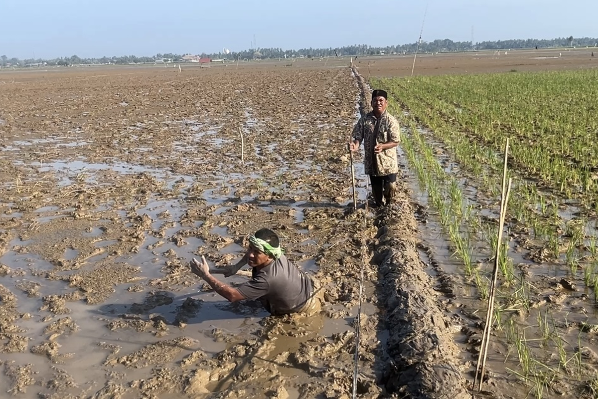 Sawah Terendam Lumpur, Petani Aceh Desak Percepatan Revitalisasi Demi Selamatkan Musim Tanam
