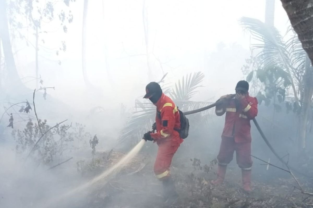 Berjibaku di Lahan Gambut! Perjuangan Petugas Padamkan Karhutla Pulau Mendol Demi Cegah Asap ke Negara Tetangga