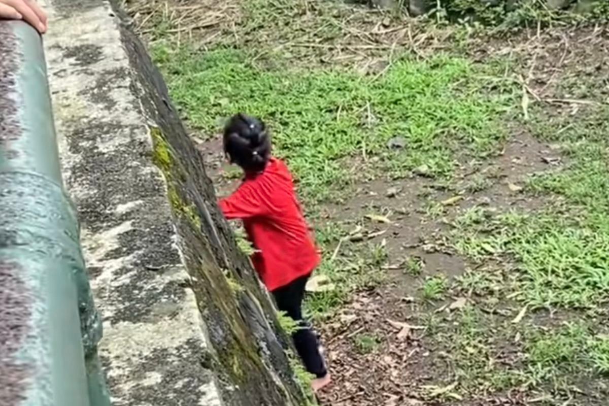 Evaluasi Keselamatan Darurat! Ragunan Diminta Tambah Petugas Pengawas Buntut Bocah Jatuh di Kandang
