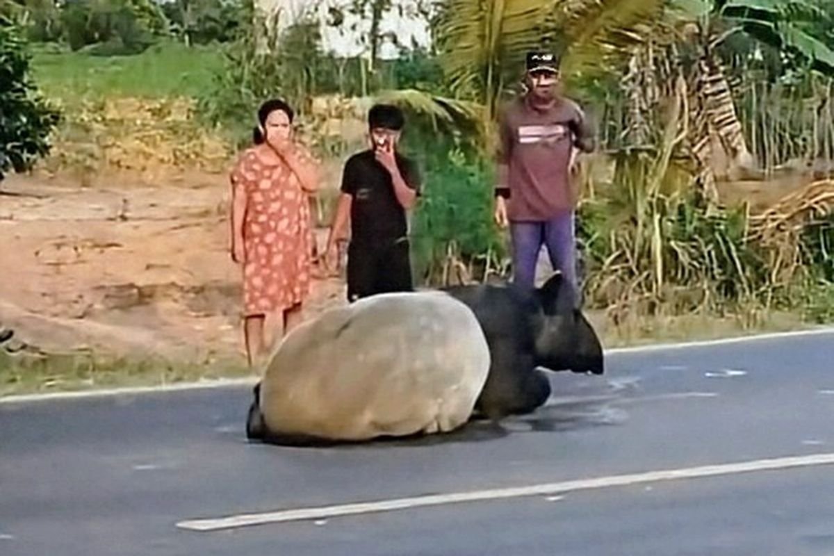 Kronologi Pembunuhan Tapir di Mesuji: Mati Ditombak, Daging Dibagikan ke Warga