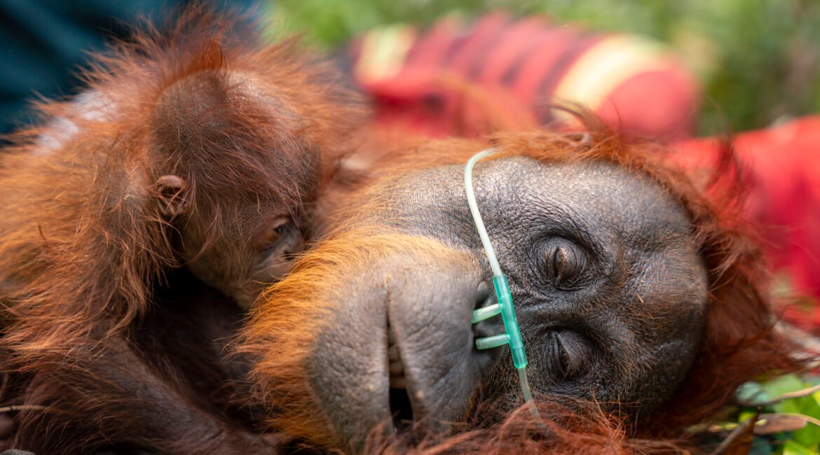 Induk orangutan dipeluk anaknya saat mendapat bantuan oksigen saat dievakuasi dari area perkebunan kelapa sawit di Desa Pelang, Kecamatan Matan Hilir Selatan, Kabupaten Ketapang, Kalimantan Barat, Jumat (18/9/2026).