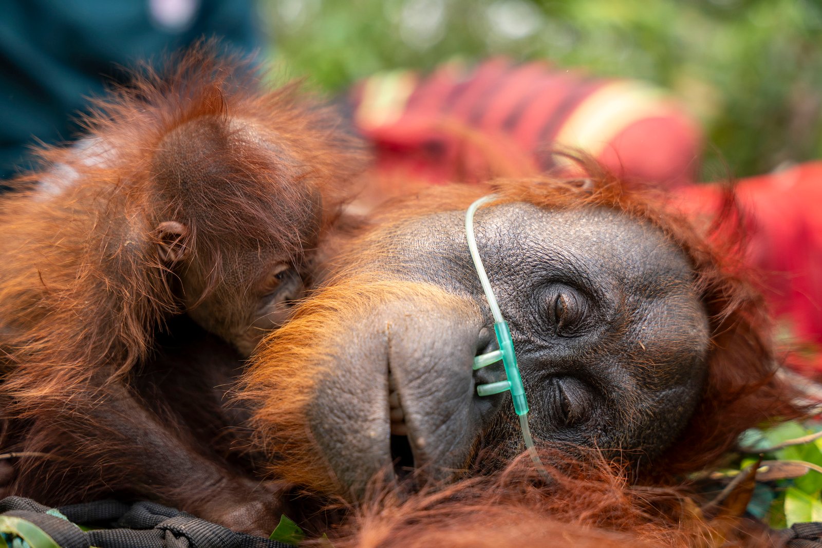 Jasad Orang Utan Dilaporkan Mengapung di Sungai Kumai, BKSDA Kalteng Lakukan Pencarian