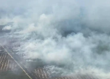 Kabut Asap Karhutla Ancam Serangga Penyerbuk, Produksi Minyak Sawit Indonesia Terancam